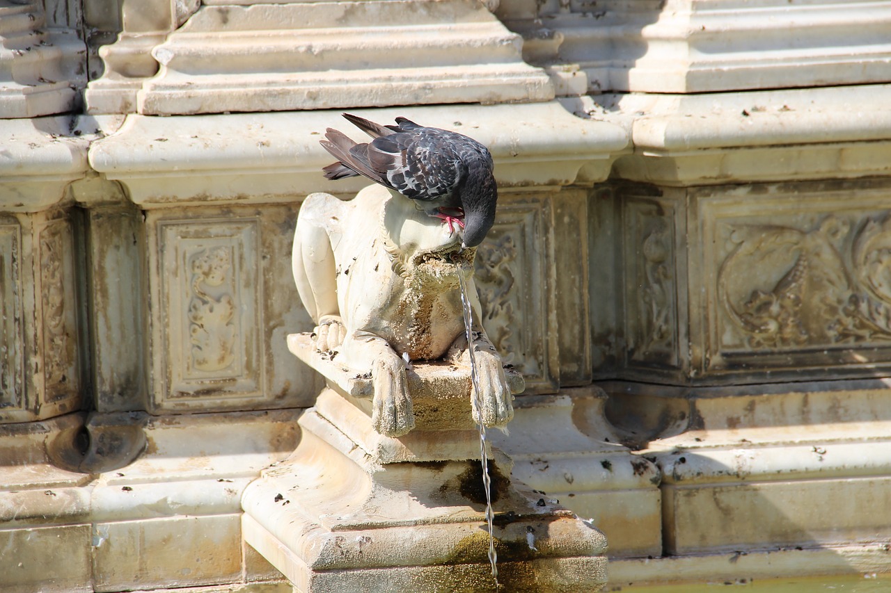 pigeon  fountain  statue free photo