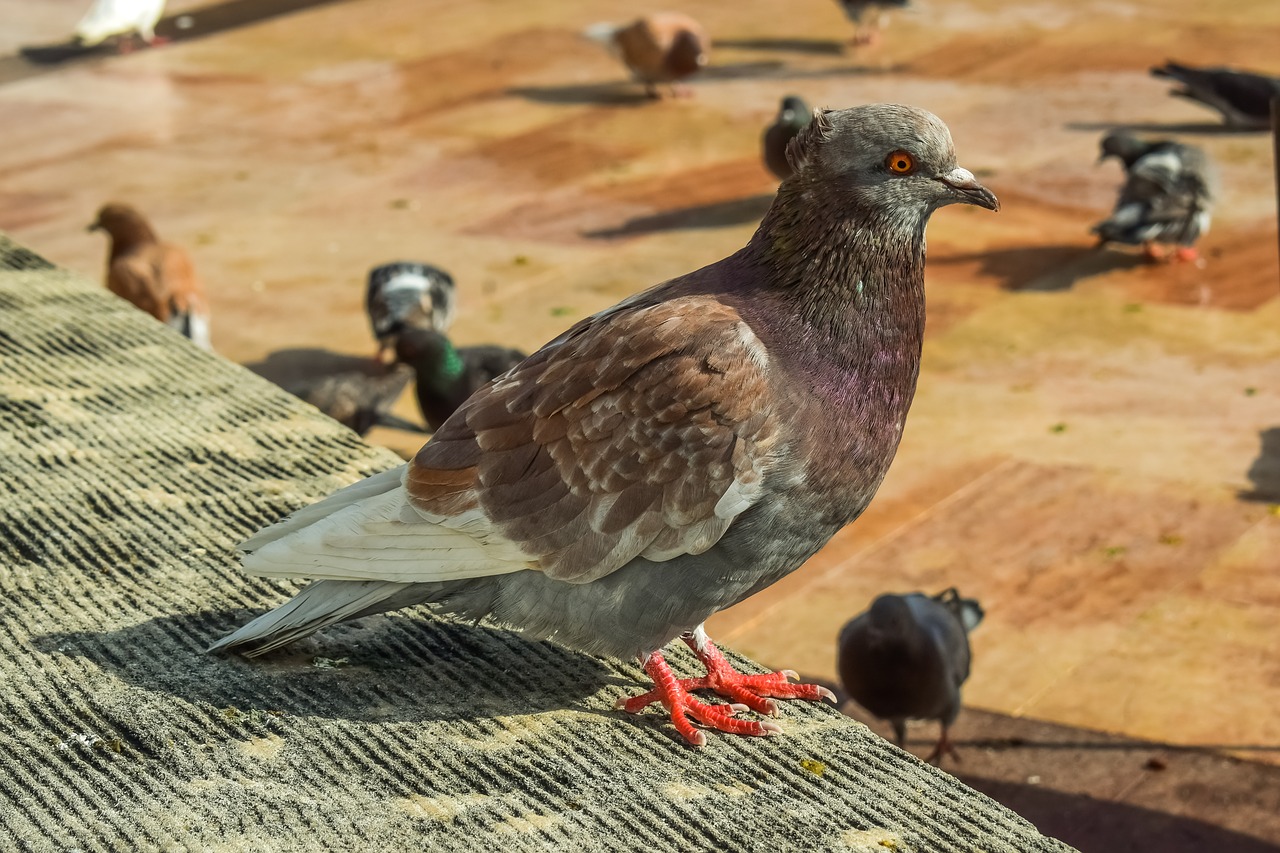 pigeon  animal  nature free photo