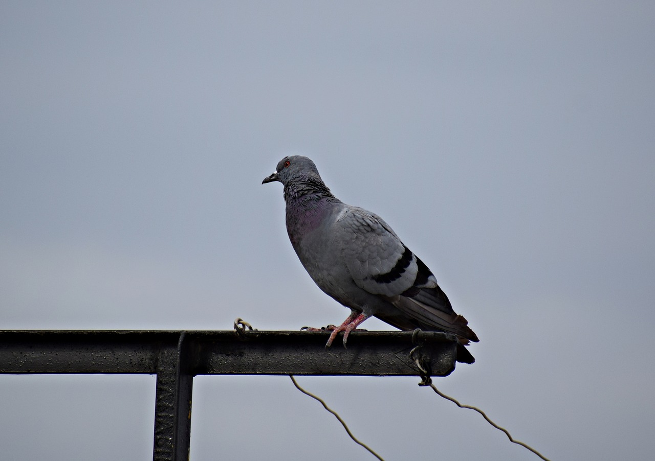 pigeon  bird  nature free photo