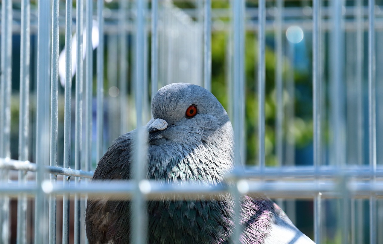 pigeon  cage  bird free photo