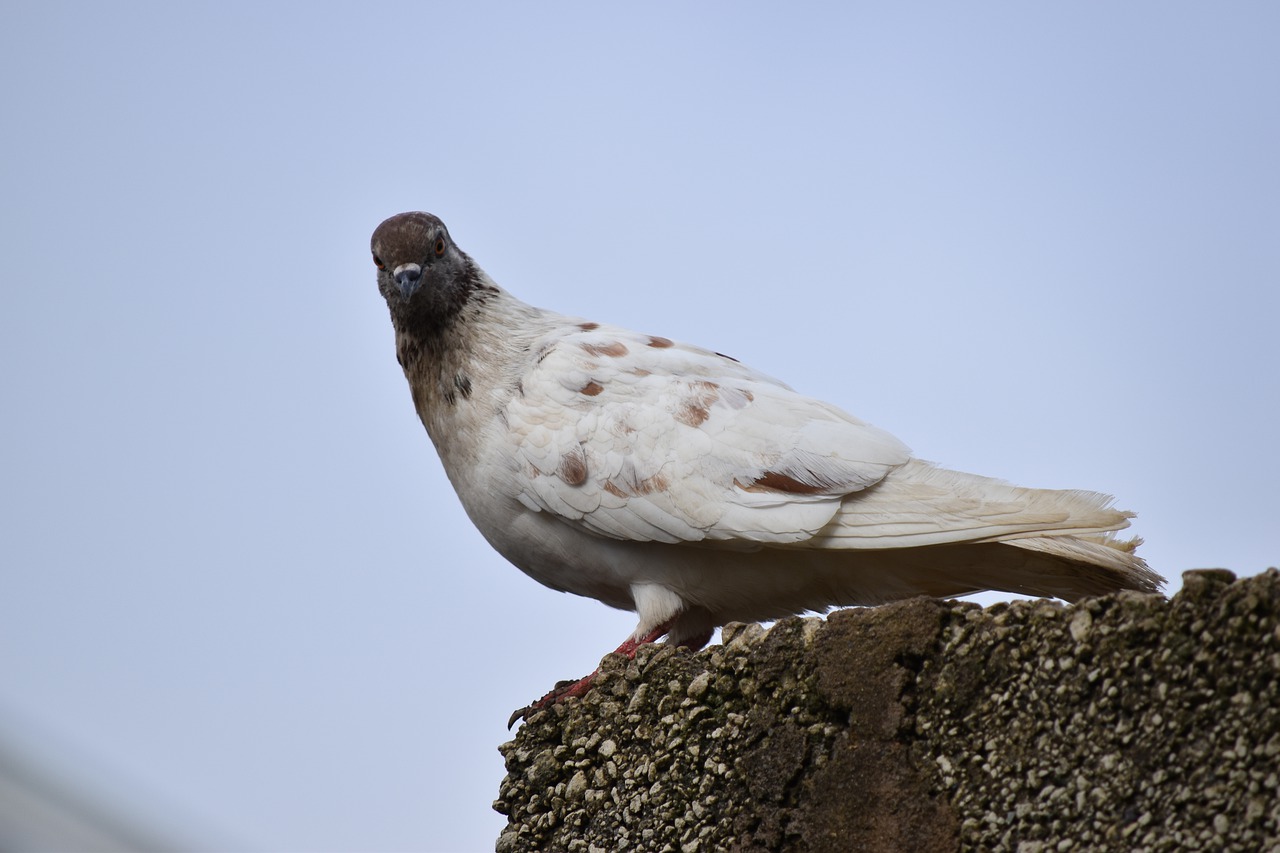 pigeon  bird  dove free photo