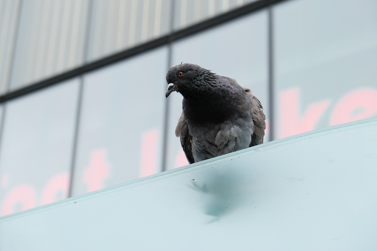 pigeon  bird  roof free photo