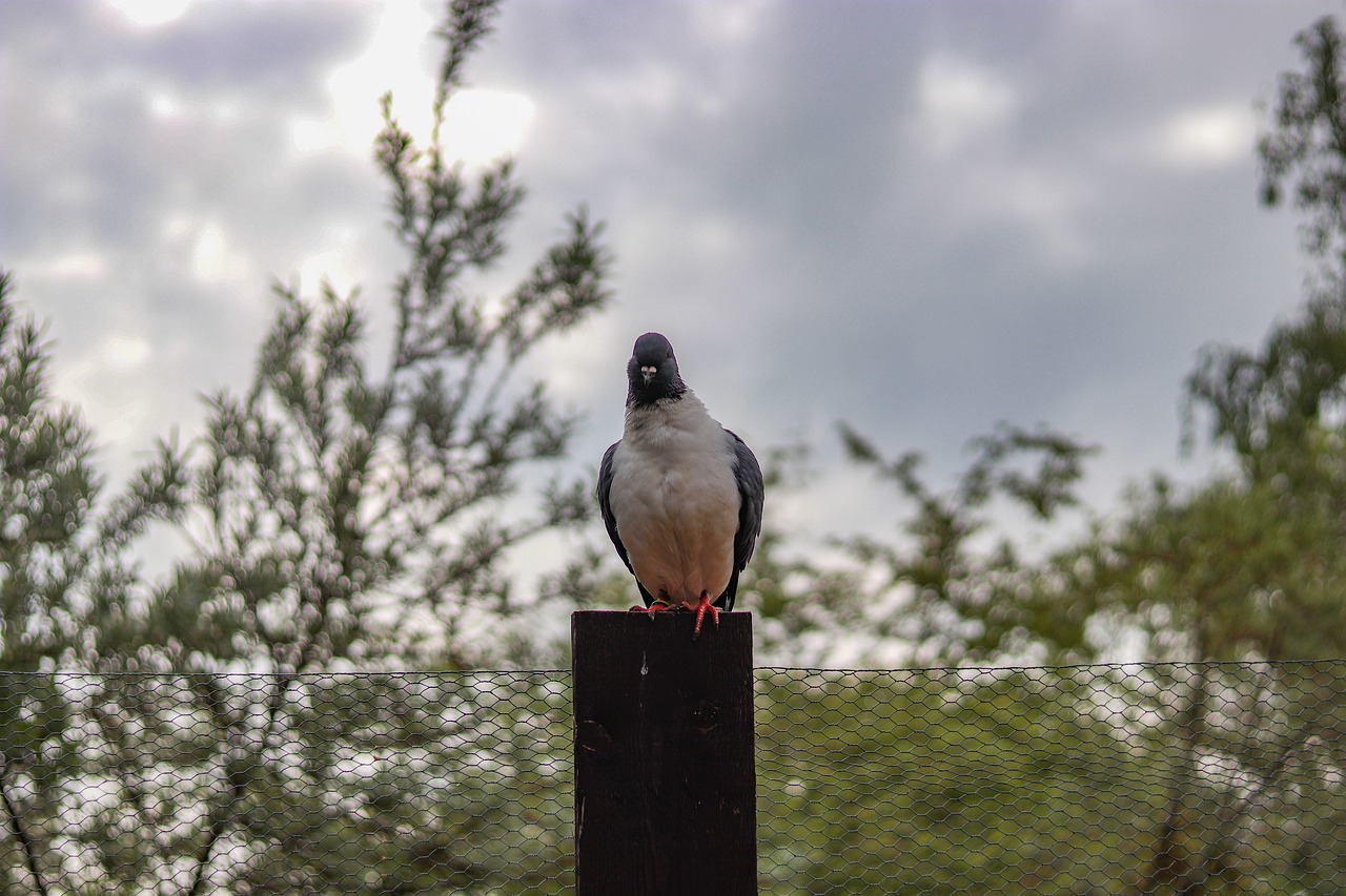 pigeon  bird  animal free photo