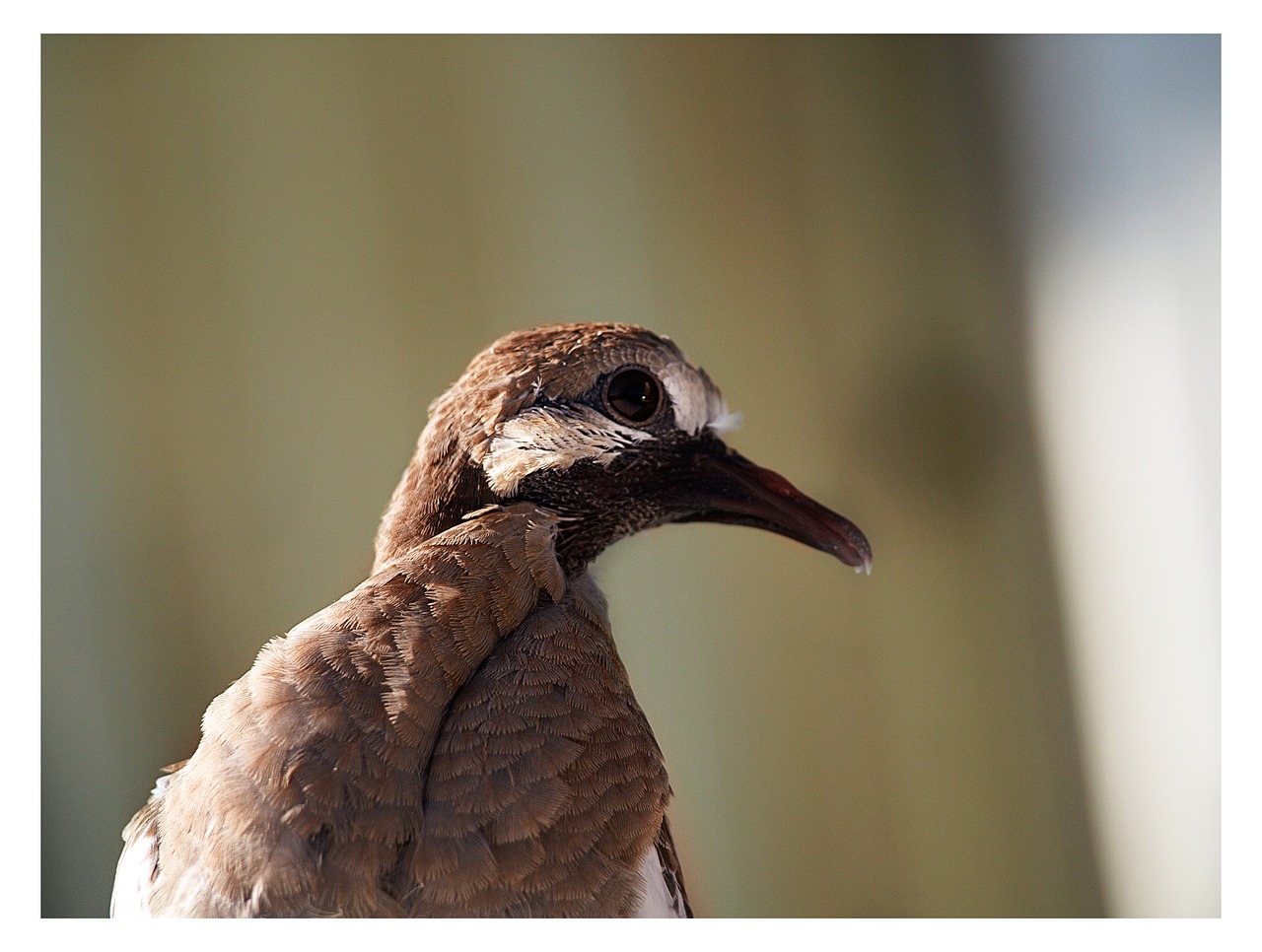 pigeon eye head free photo