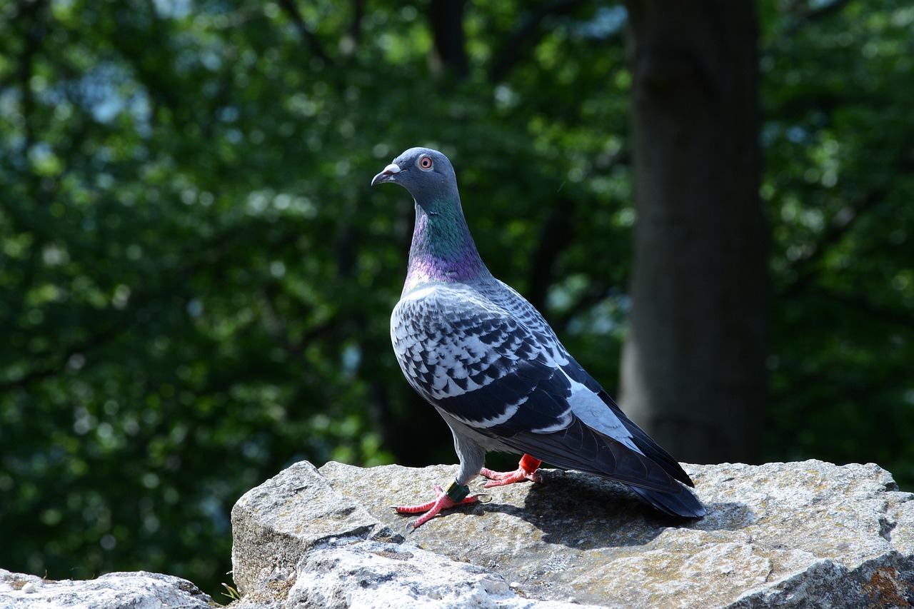 pigeon  bird  feather free photo