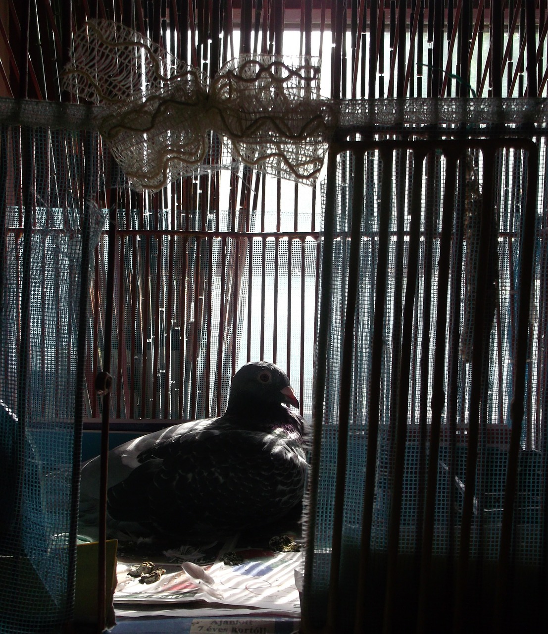 pigeon cage dark free photo