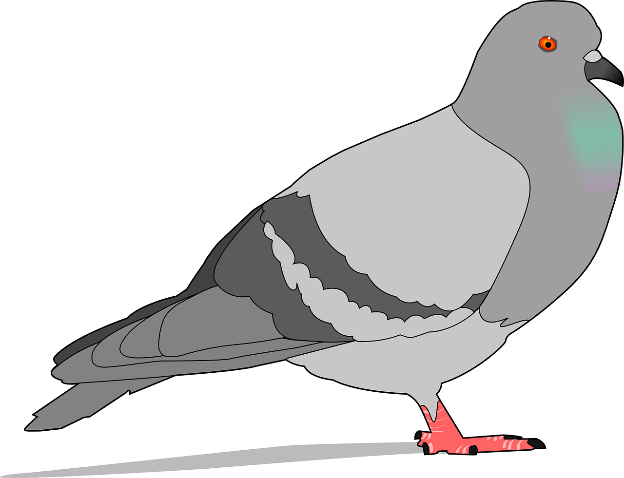pigeon rock gray free photo