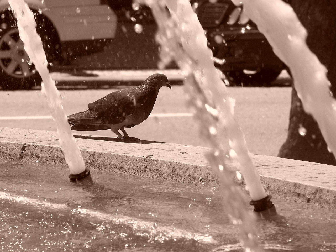 pigeon water animal free photo