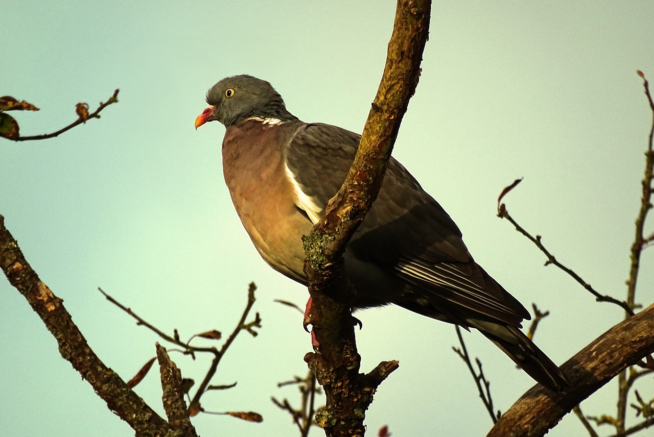 pigeon birds branch free photo