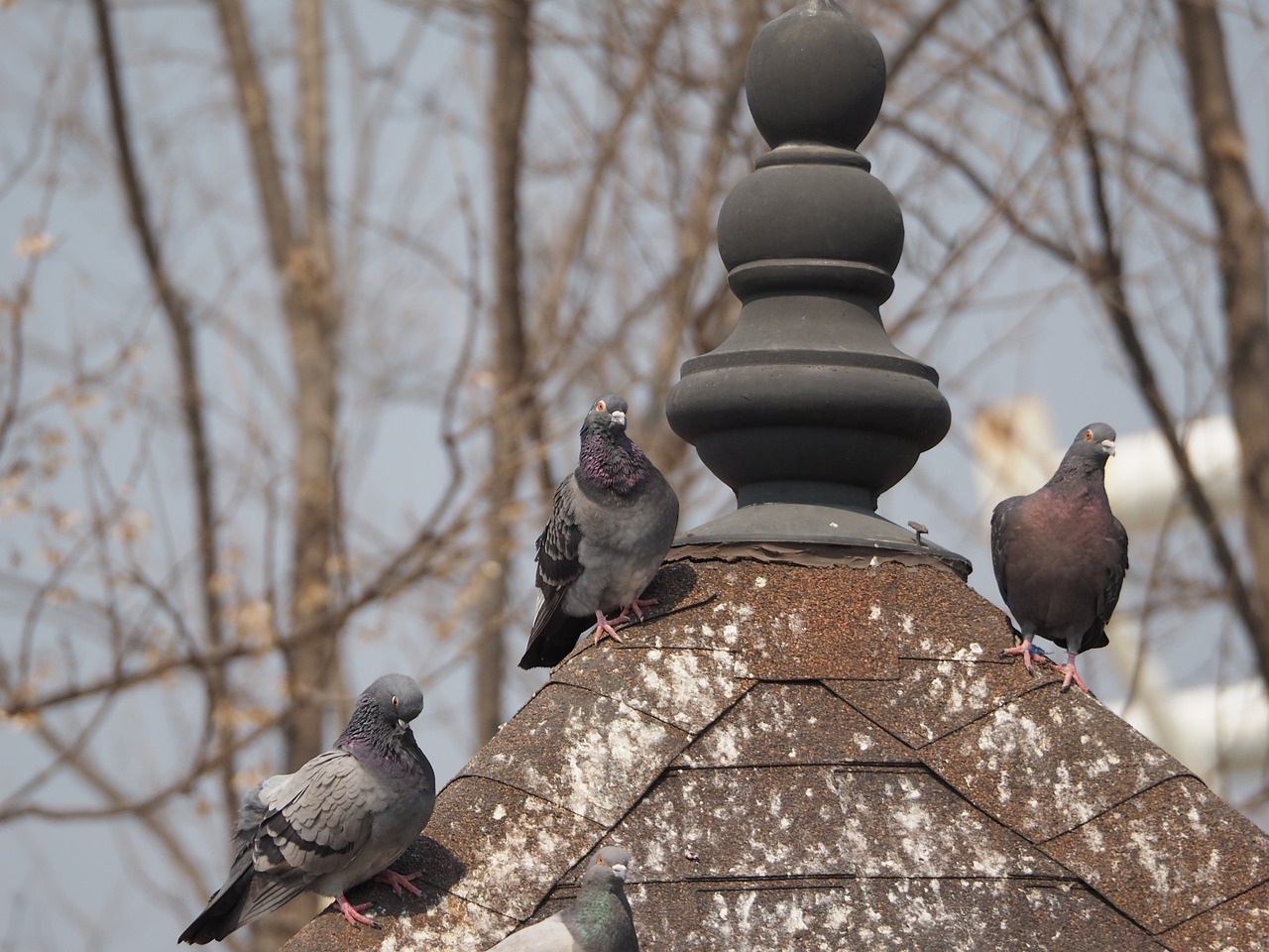 pigeon park new free photo