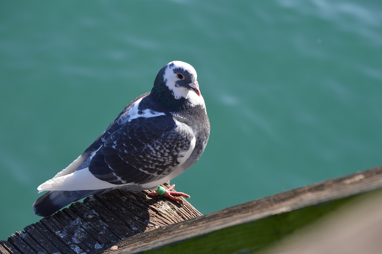 pigeon bird wildlife free photo