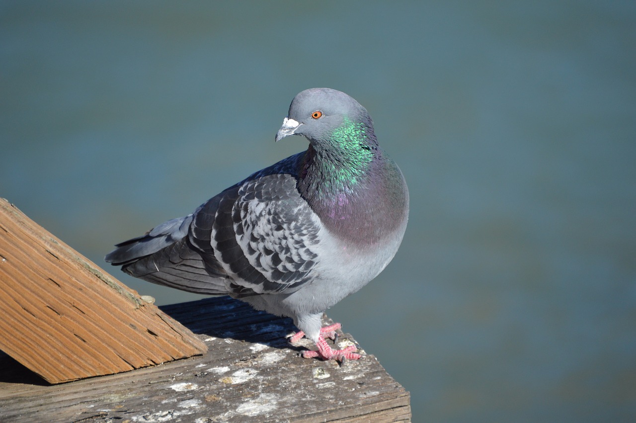 pigeon bird nature free photo