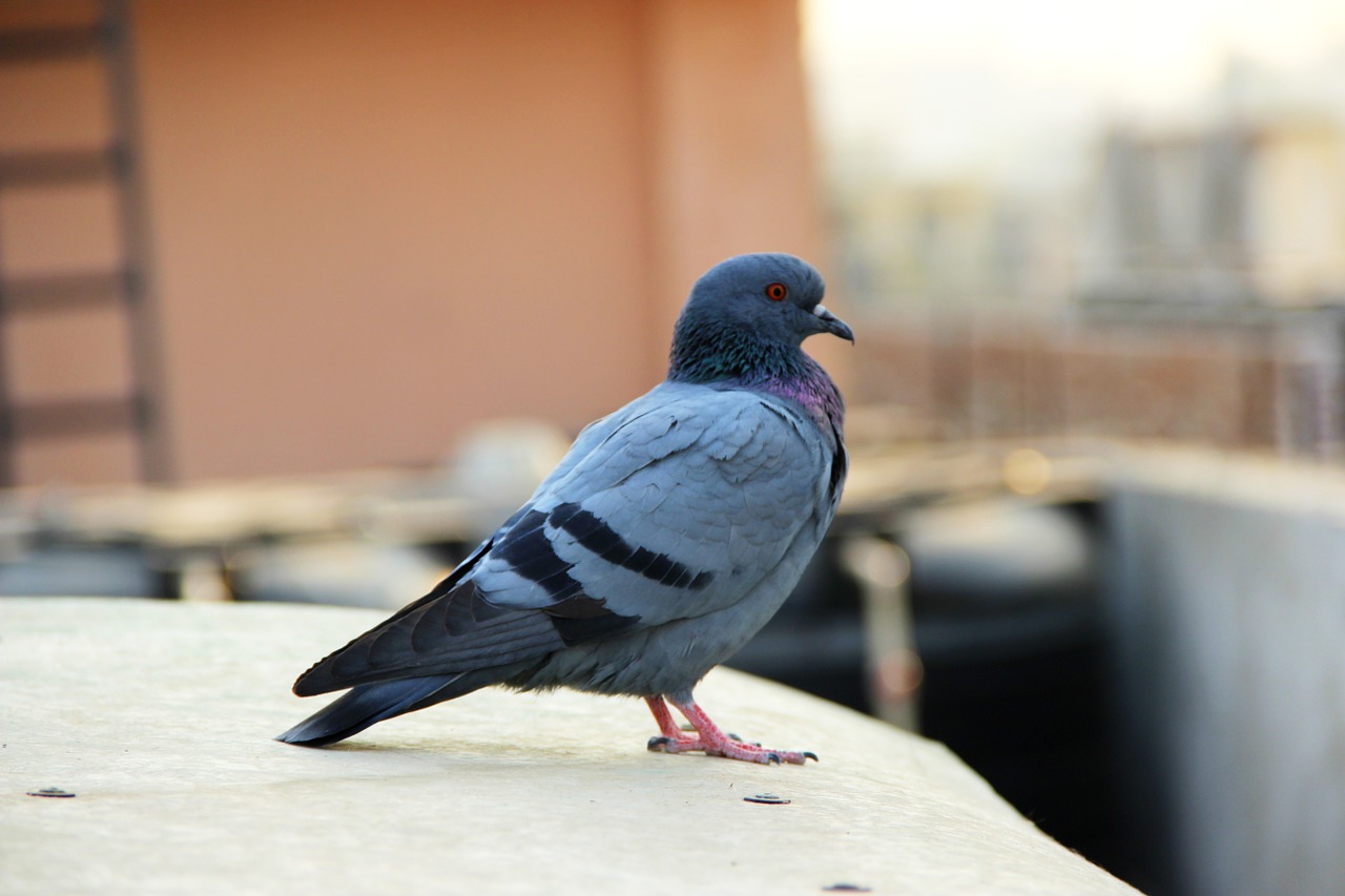 pigeon bird animals free photo