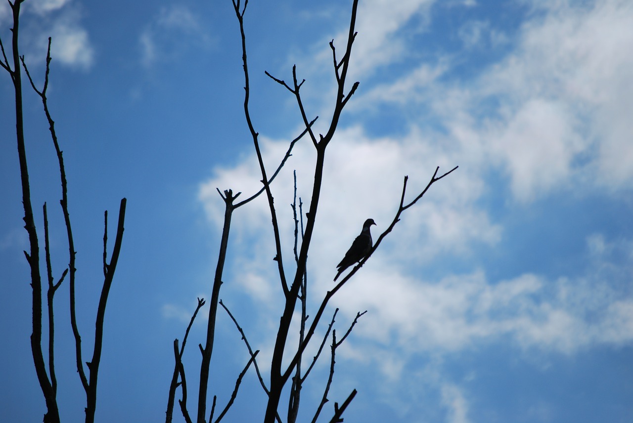 pigeon silhouette view free photo