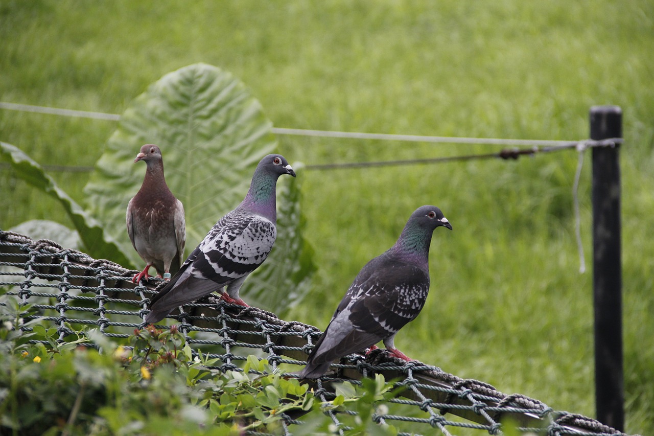 pigeon bird zoo free photo