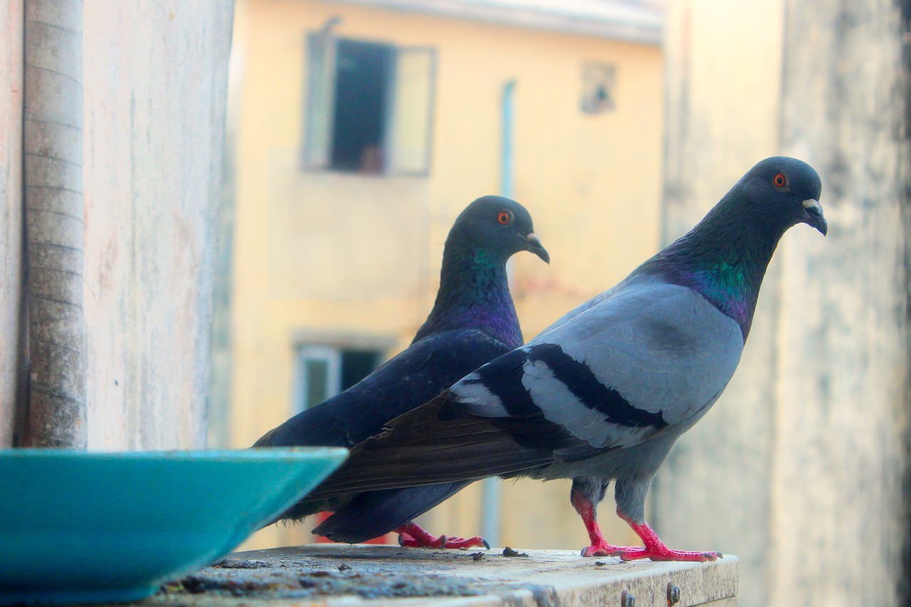 pigeon bird animal free photo