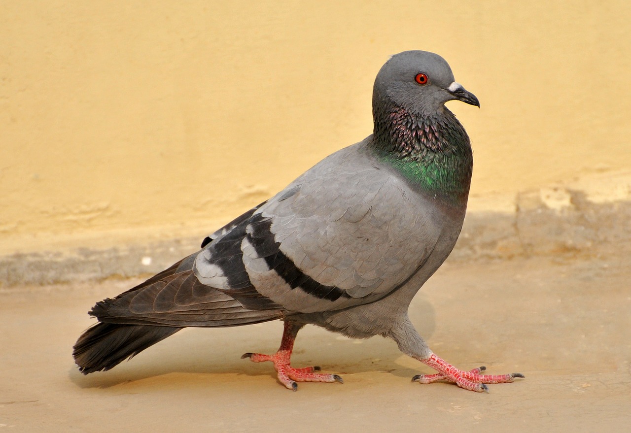 pigeon birds macro free photo