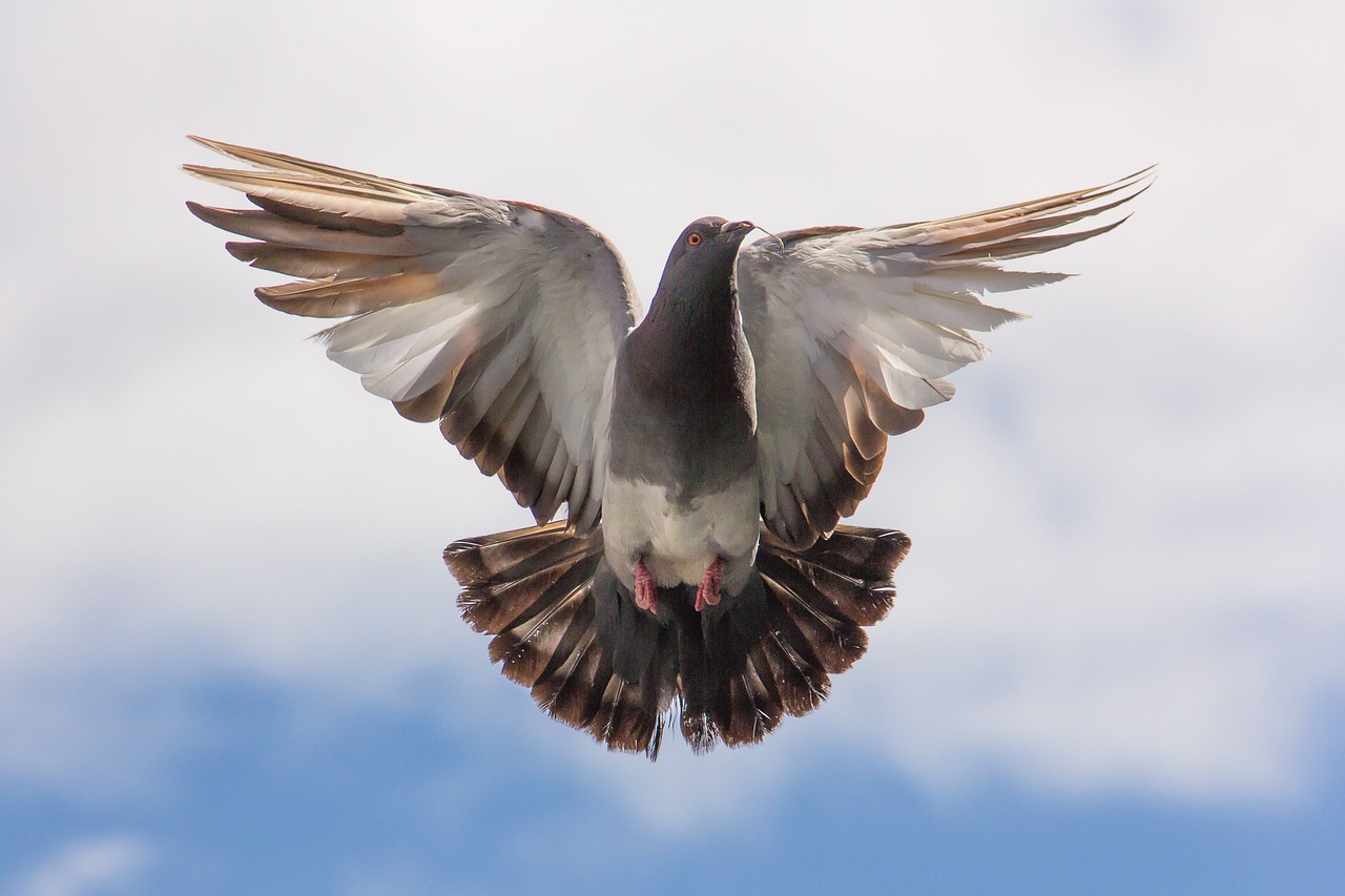 pigeon flight twig free photo