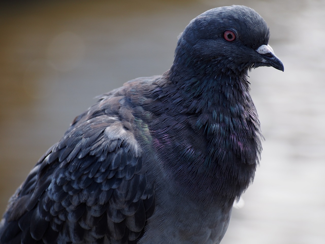pigeon wildlife melbourne free photo