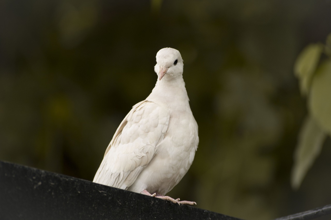 pigeon bird fly free photo