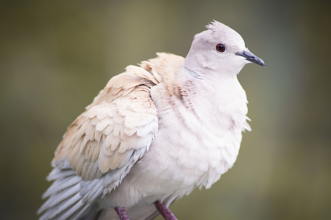 pigeon bird fly free photo