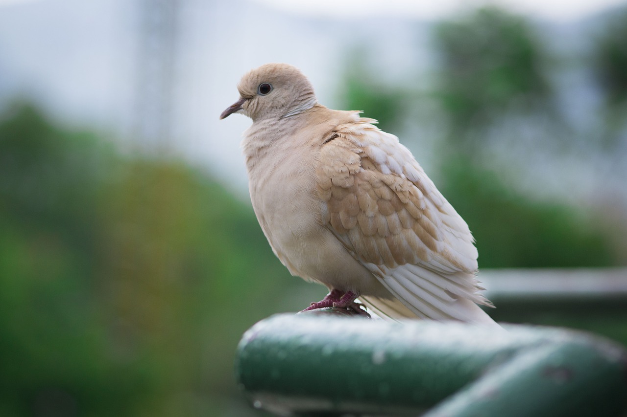 pigeon bird fly free photo