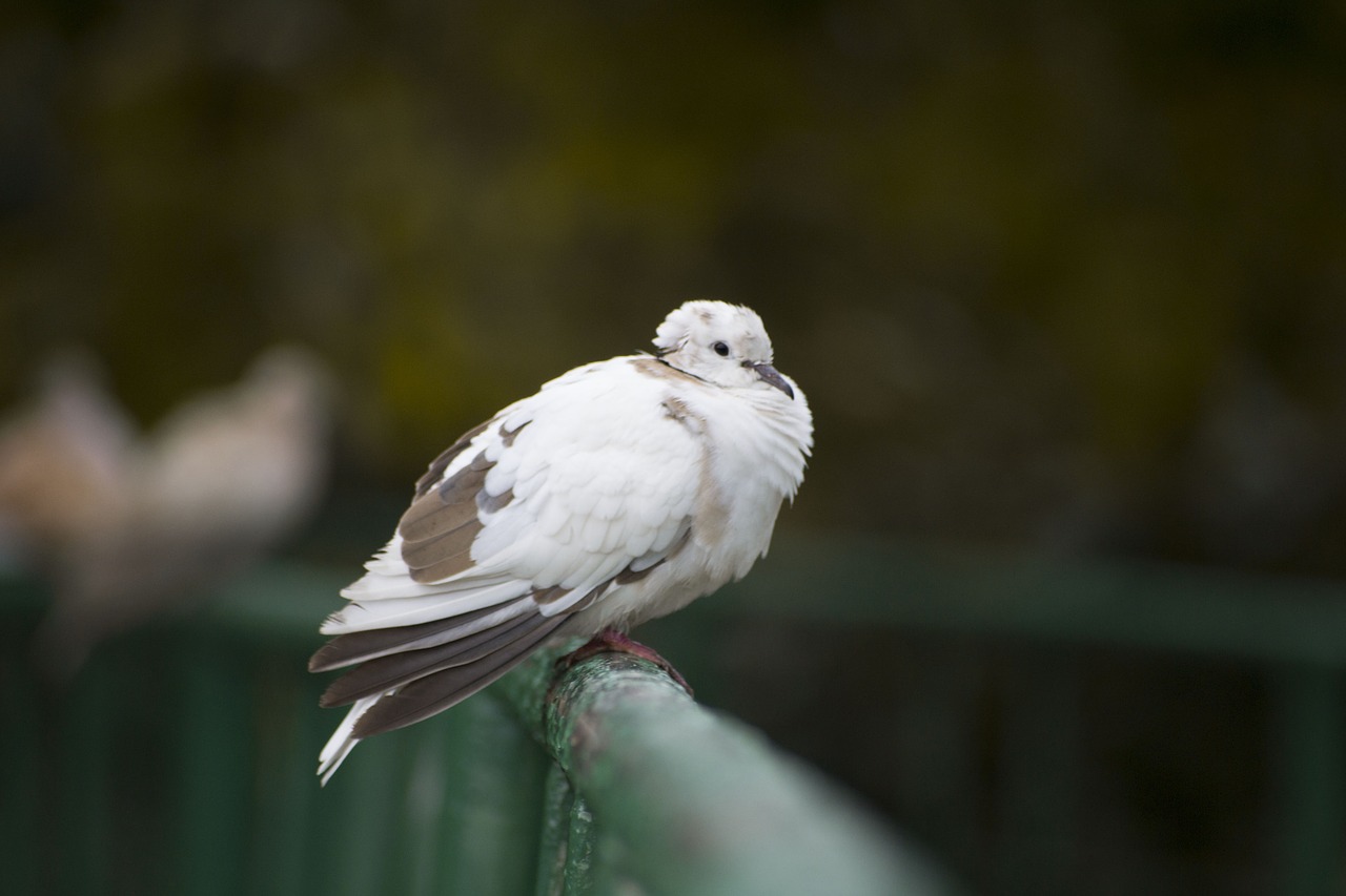 pigeon bird fly free photo