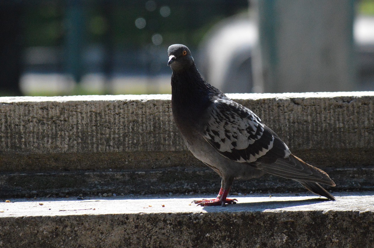 pigeon gray bird free photo