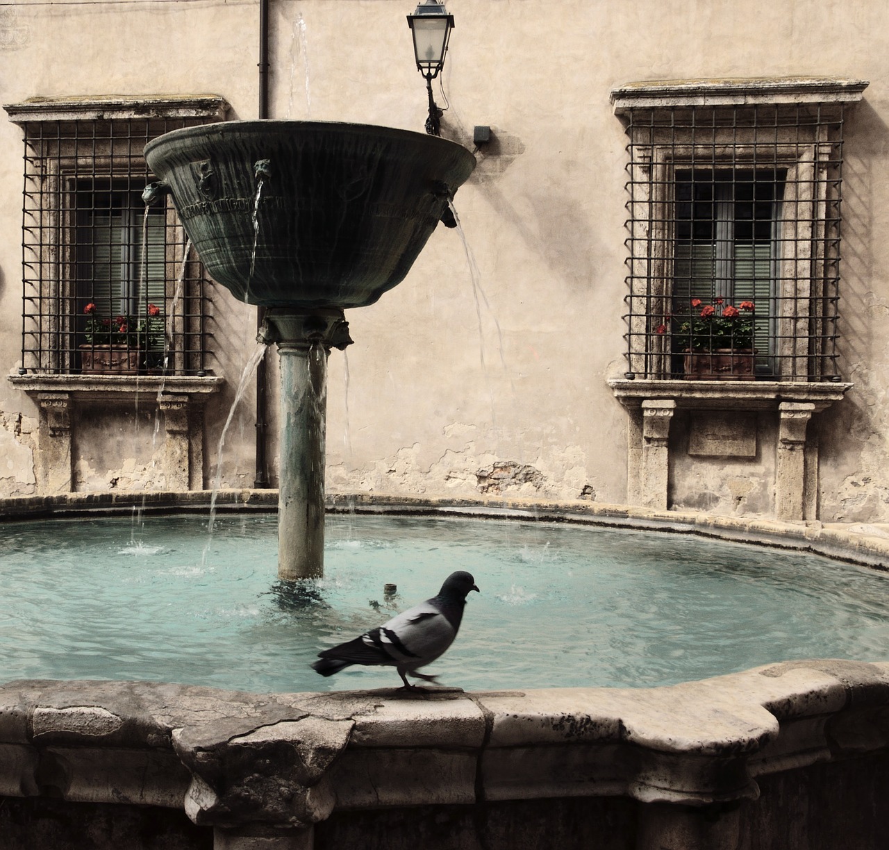 pigeon fontana narni free photo