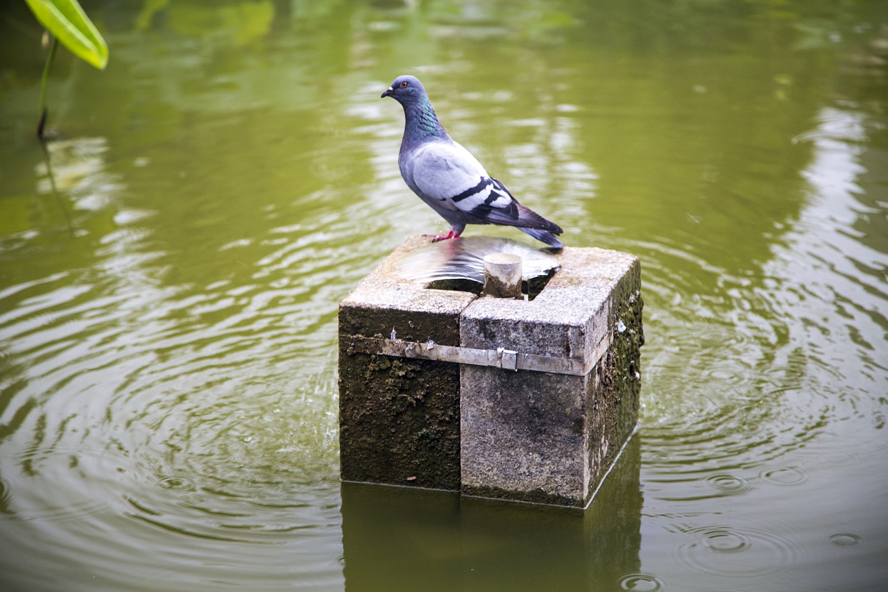 pigeon wait pond free photo