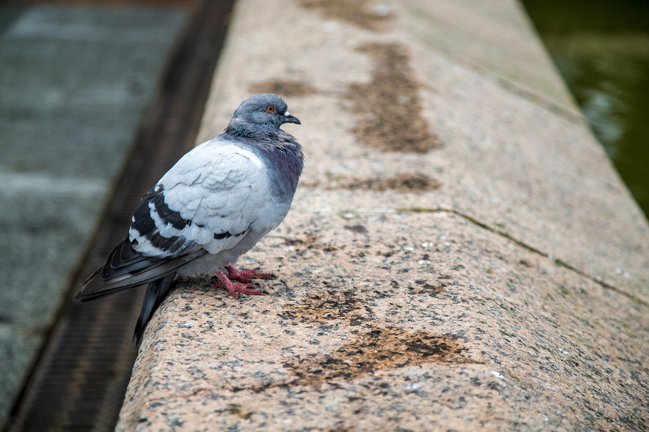 pigeon rest bird free photo