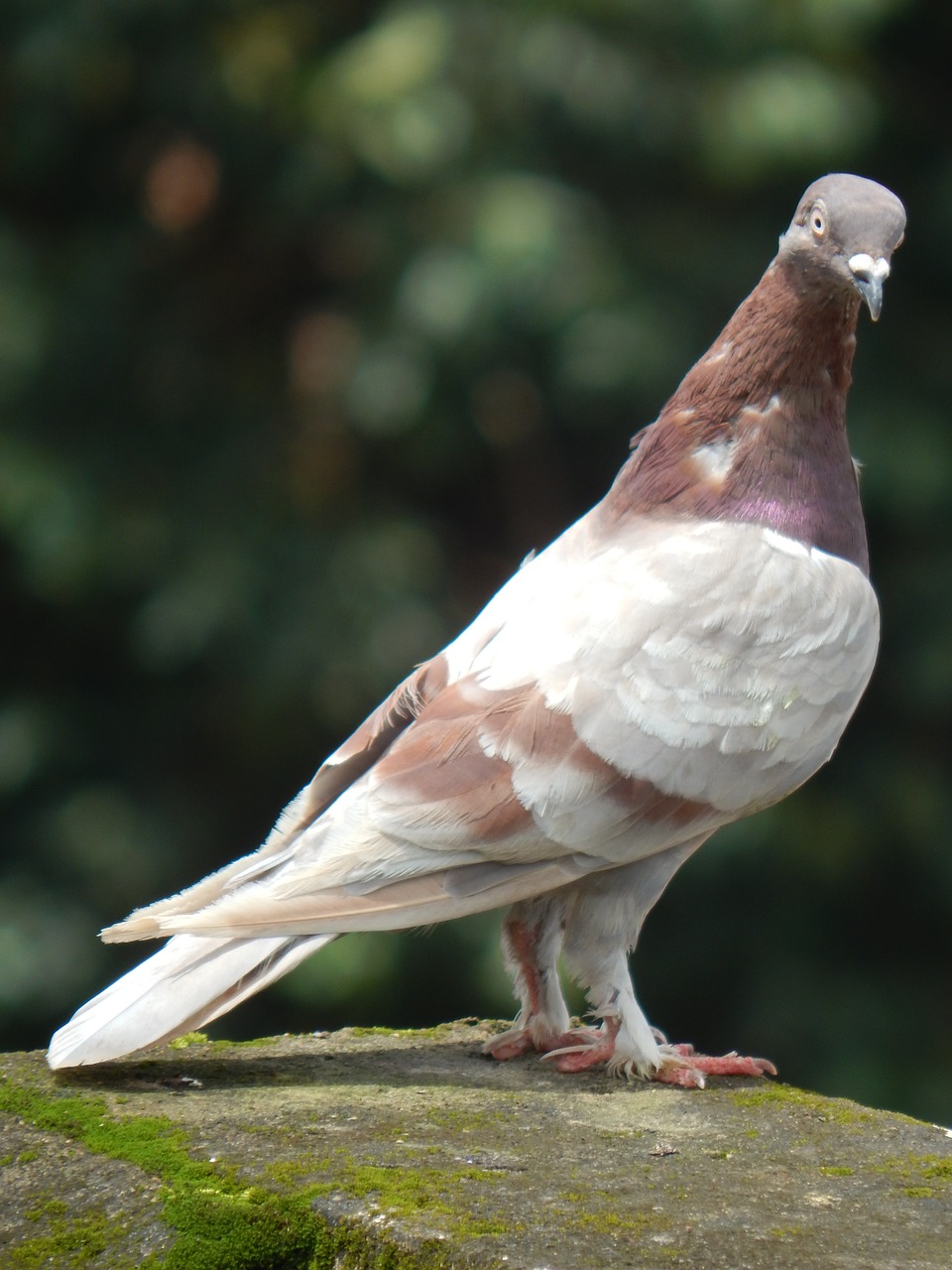 pigeon bird animal free photo