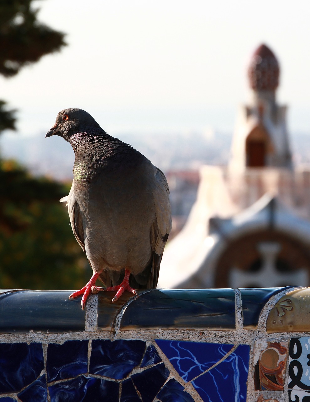 pigeon bird animal free photo