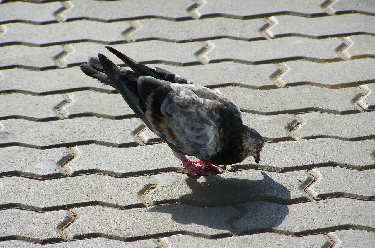 pigeon gray-black bird free photo