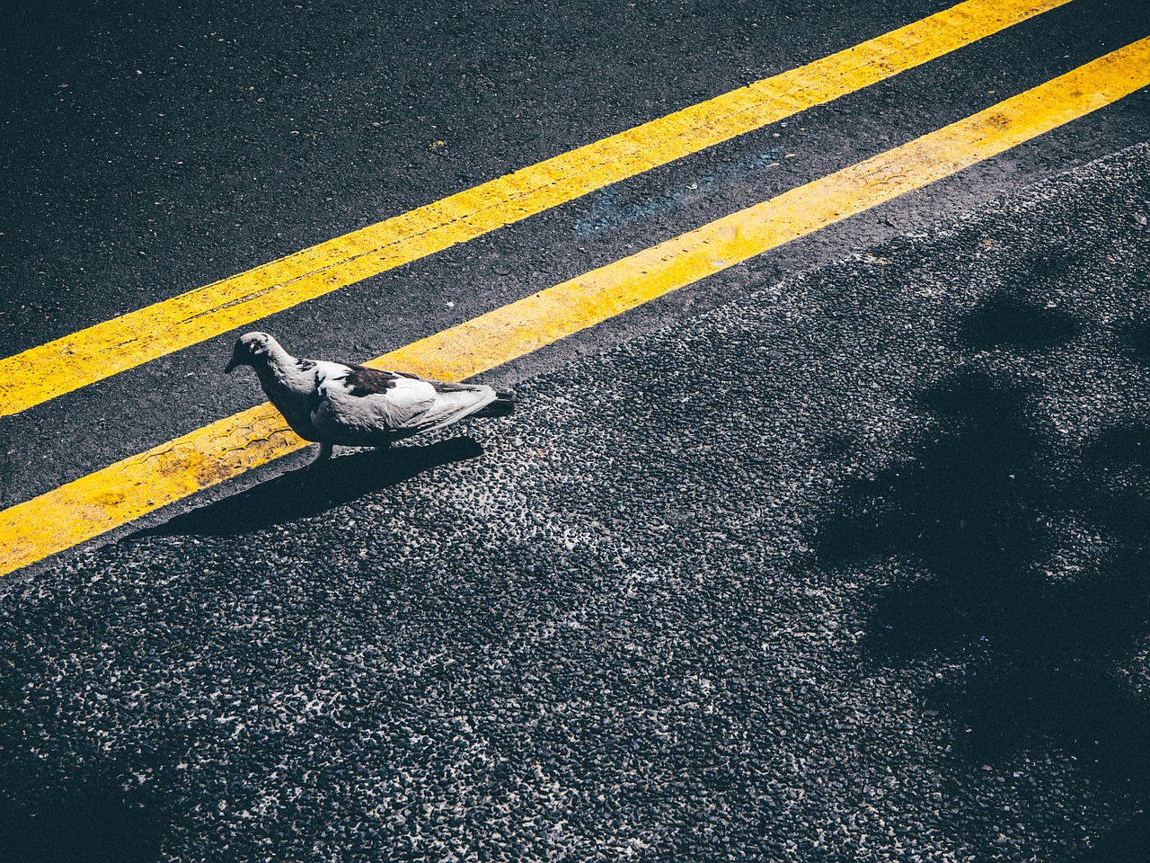 pigeon bird pavement free photo