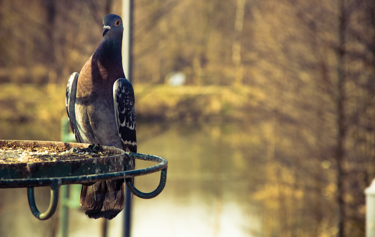 pigeon bird park free photo