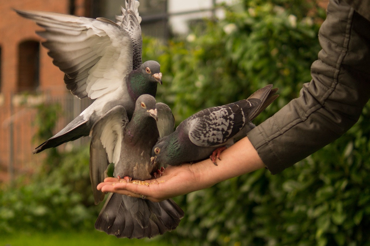 pigeon hand person free photo