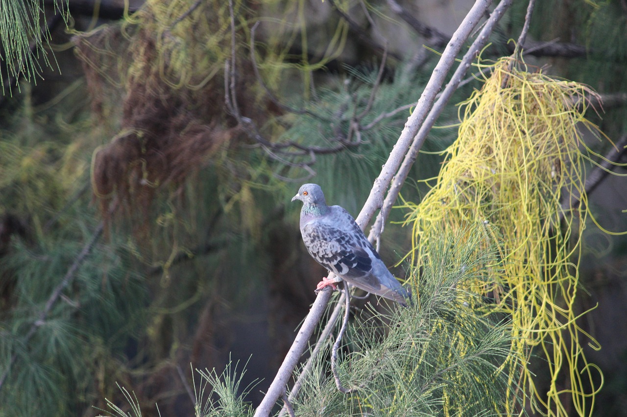 pigeon tree freedom free photo