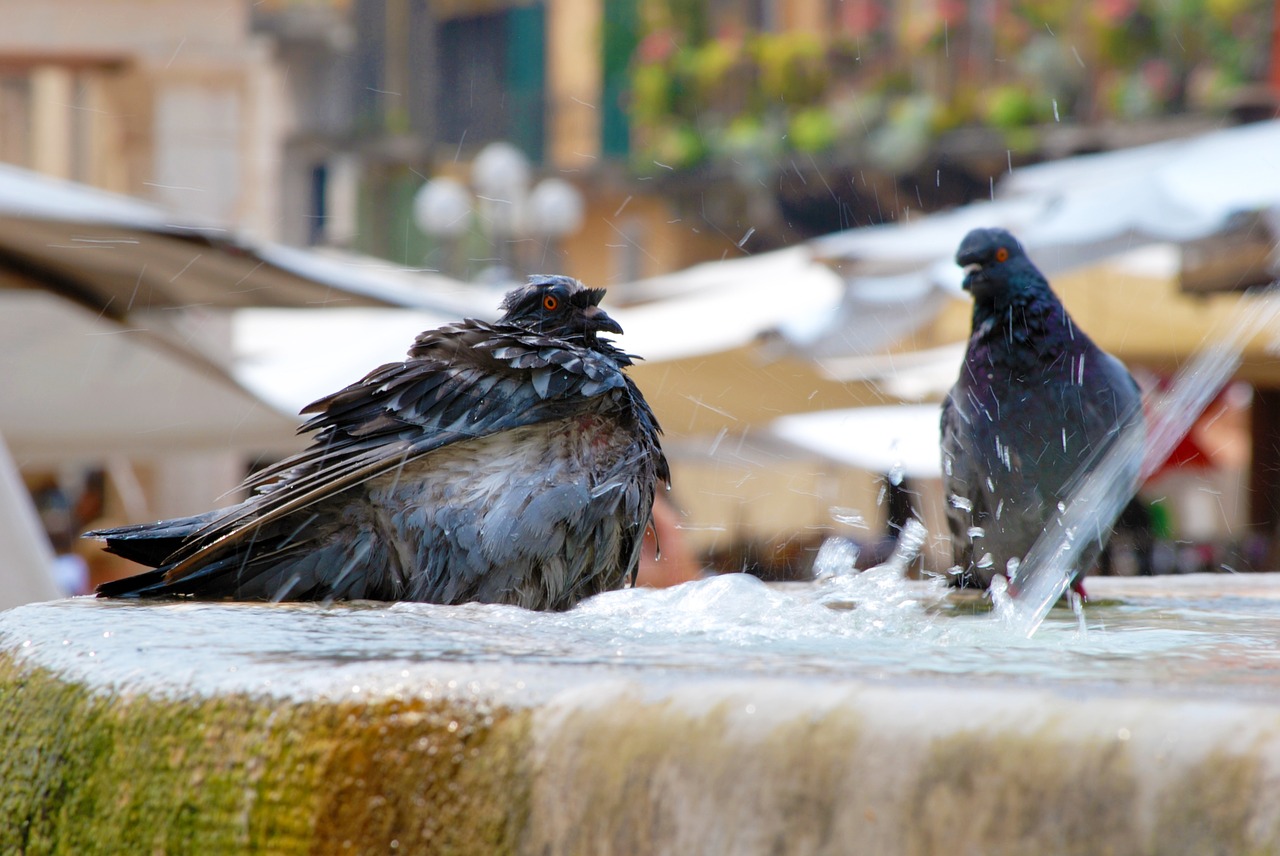 pigeon bird italy free photo