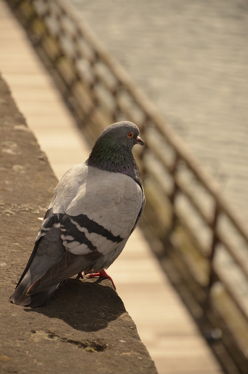 pigeon bird water free photo