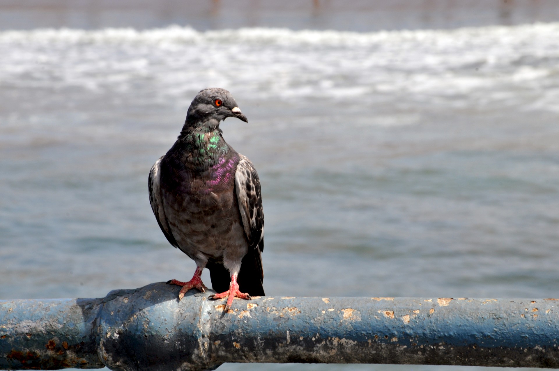 pigeon bird pier free photo