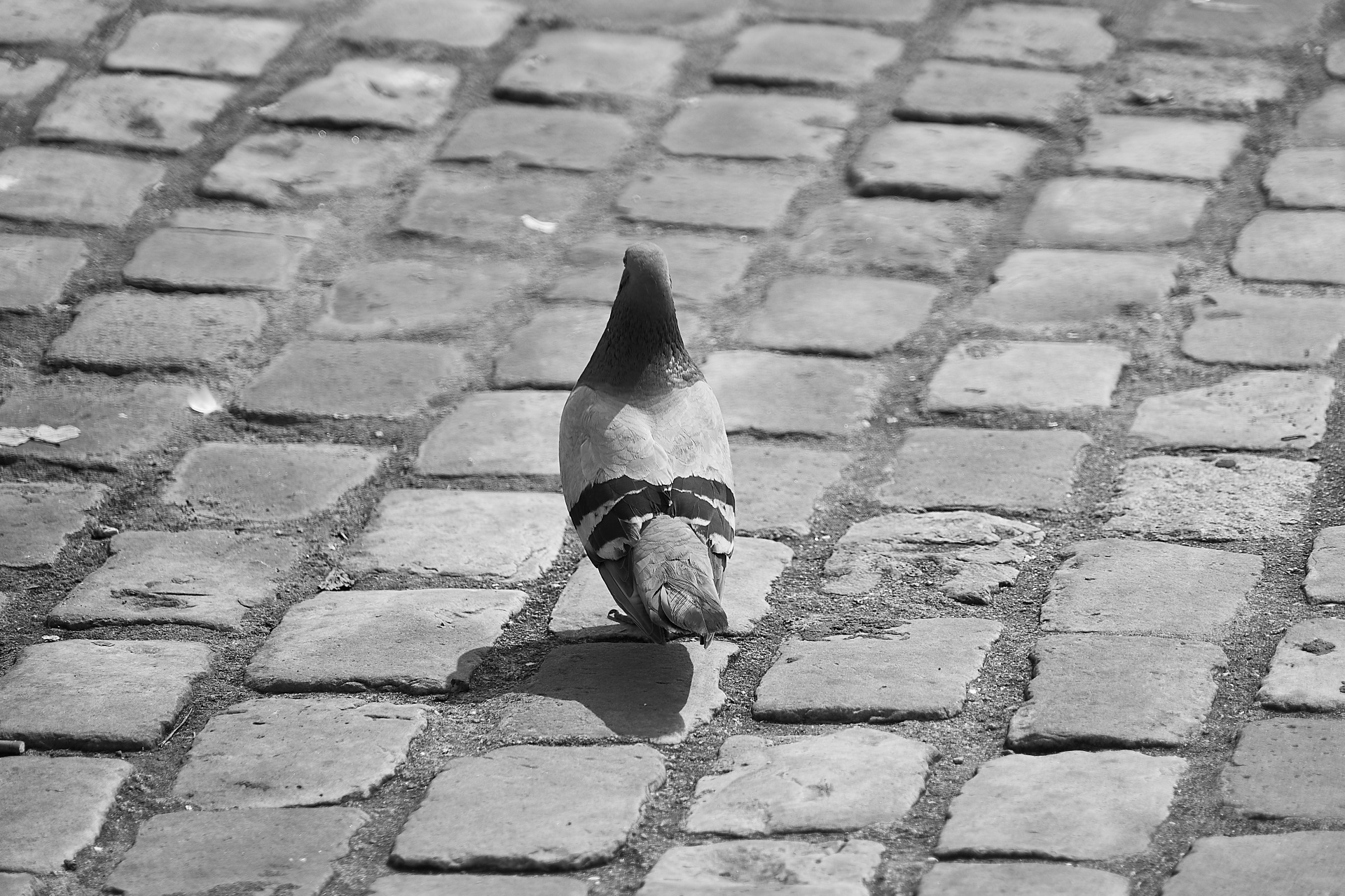 pigeon bird animal free photo