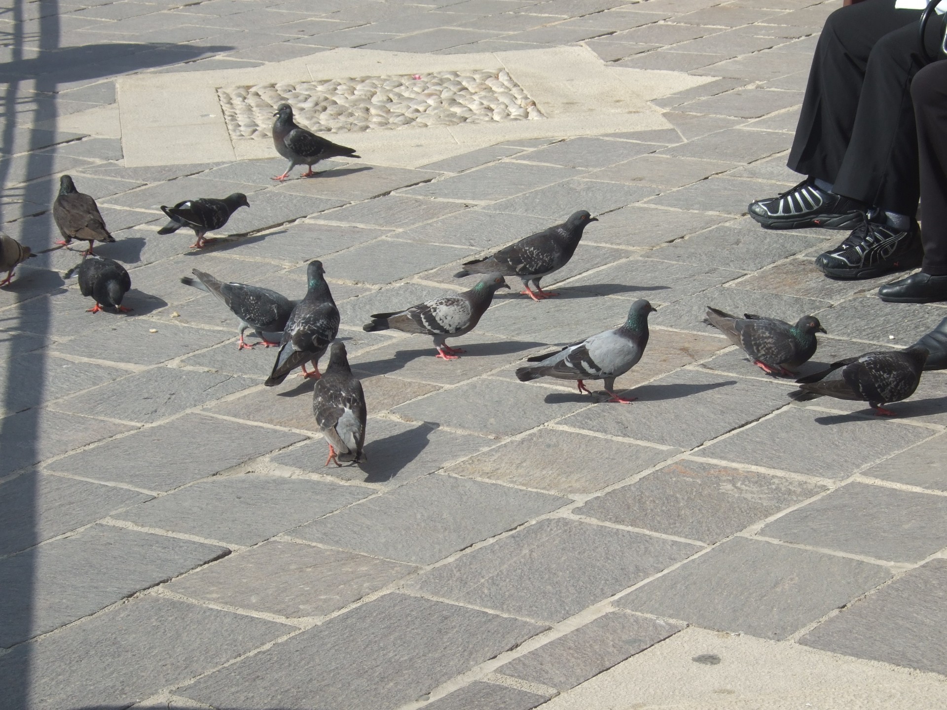 pigeon pigeons feed free photo