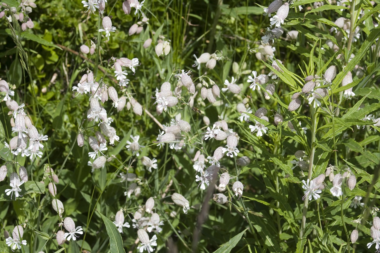 pigeon goiter campion flowers free photo