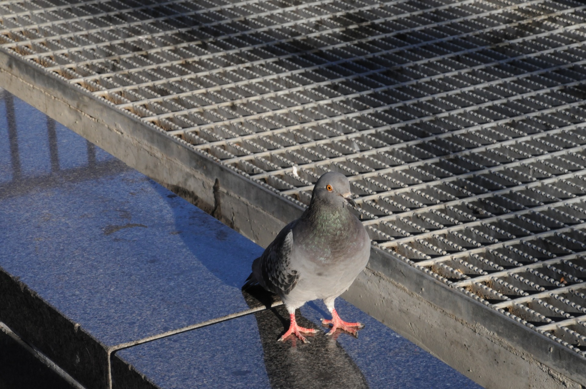 pigeon sitting feather free photo