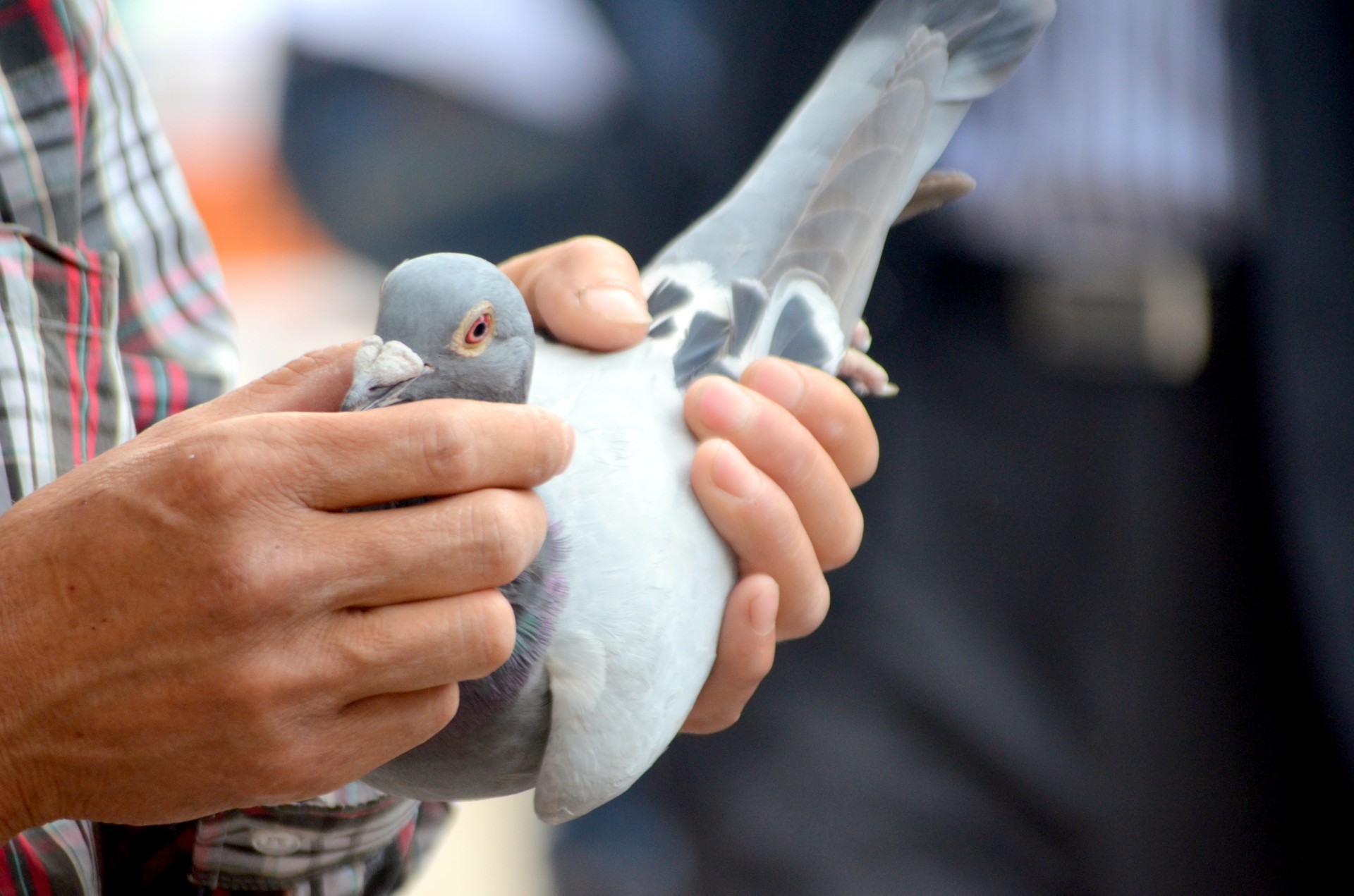 animals bird pigeon free photo
