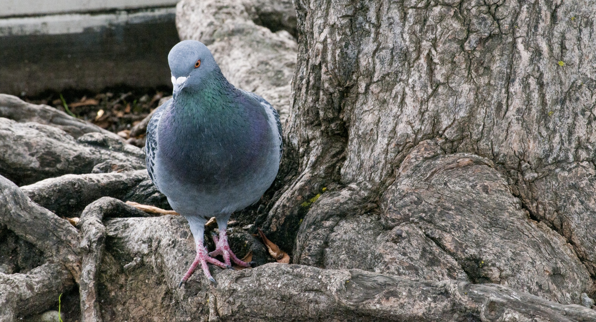 pigeon pigeons blue free photo