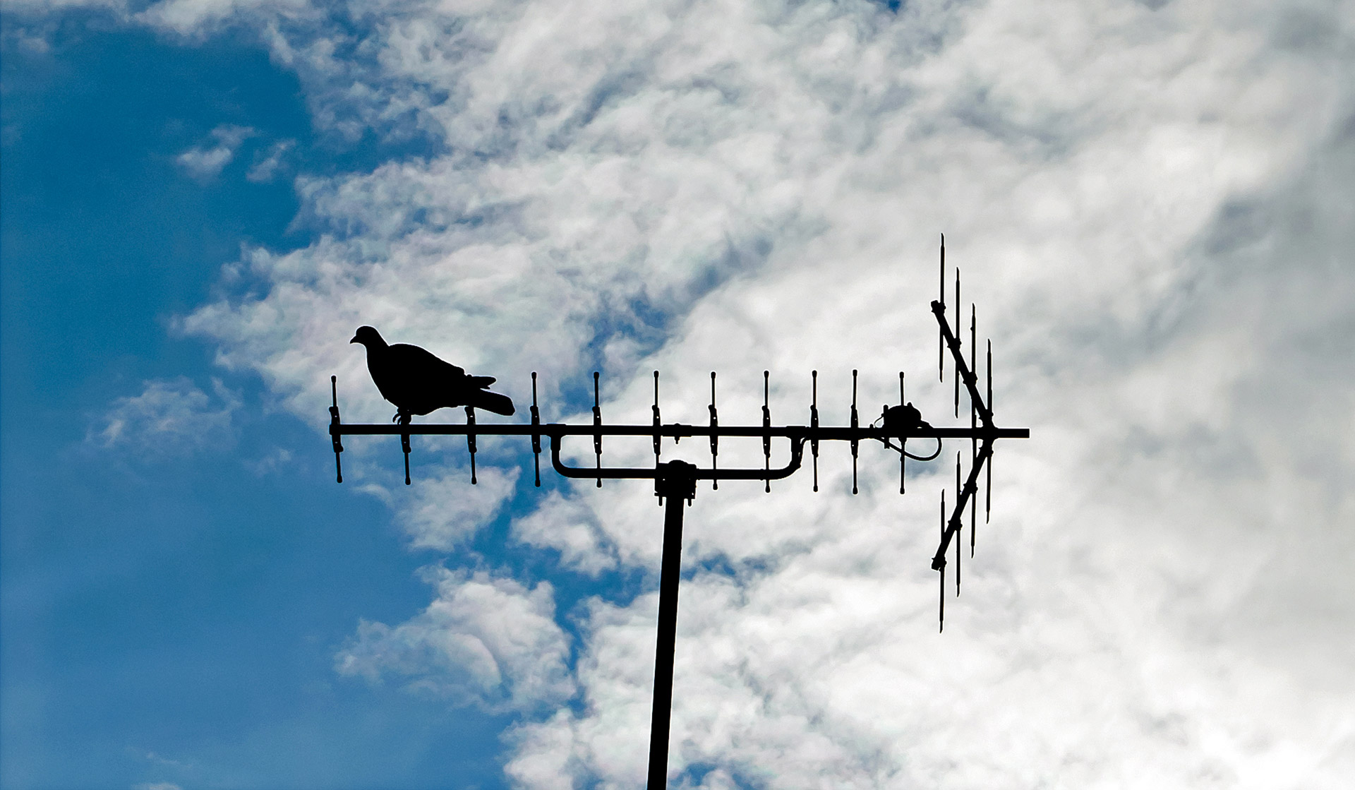 pigeon antenna bird free photo