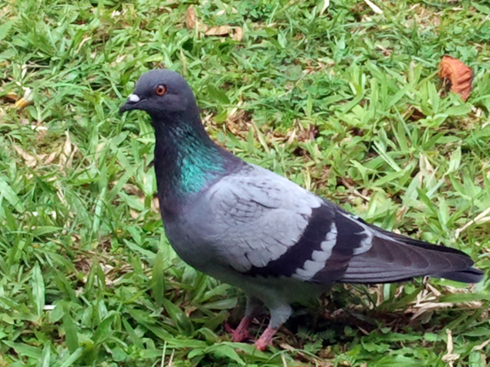 pigeon walking grass free photo