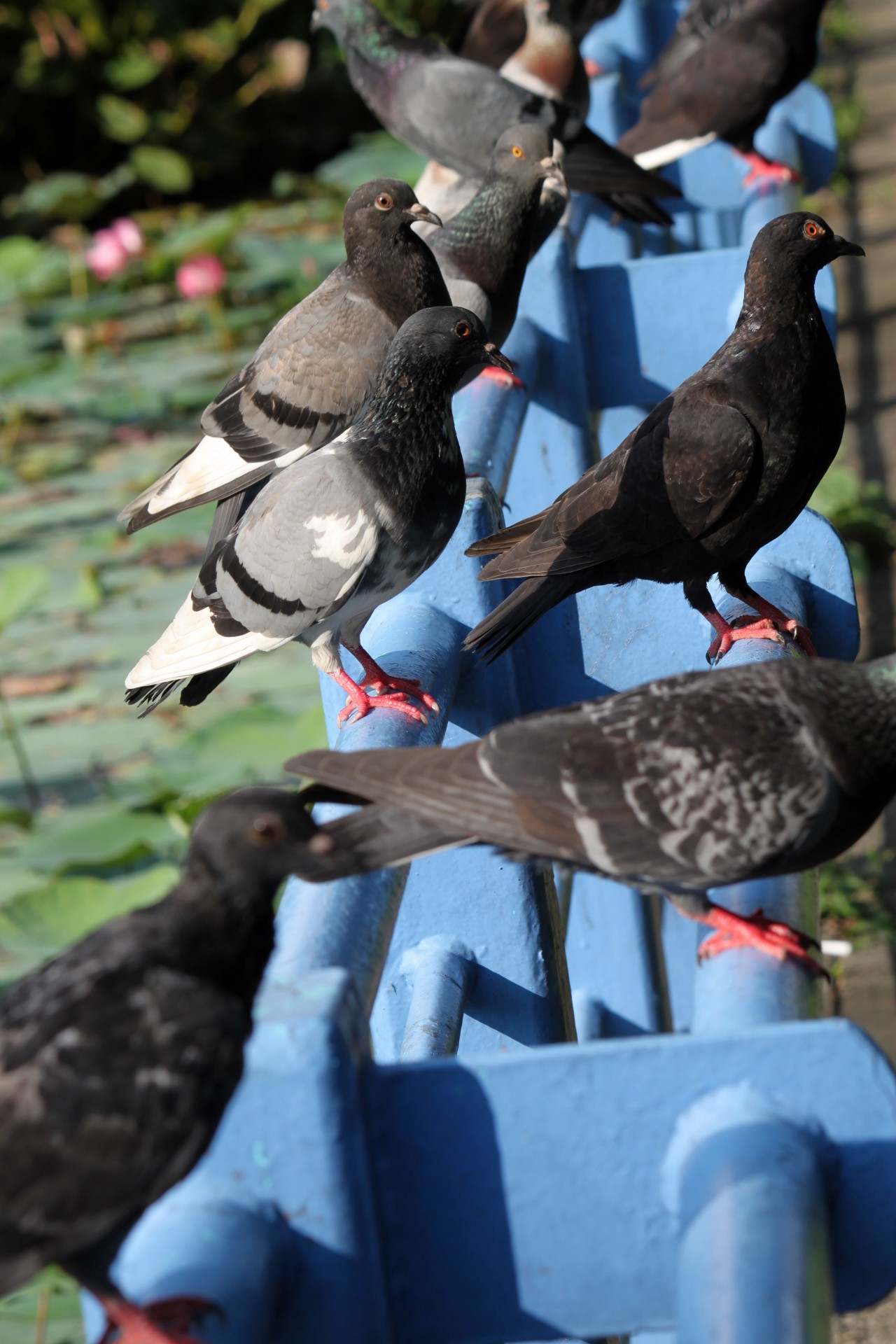 pigeon pole pigeon on the pole free photo